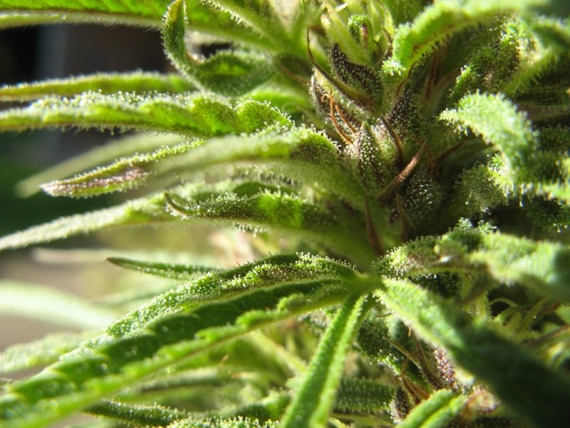 Contaminated Cannabis May Be Cause of California Medical Marijuana Patients Death