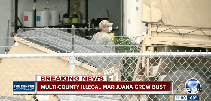 DEA Bust Massive Illegal Weed Ring in Colorado