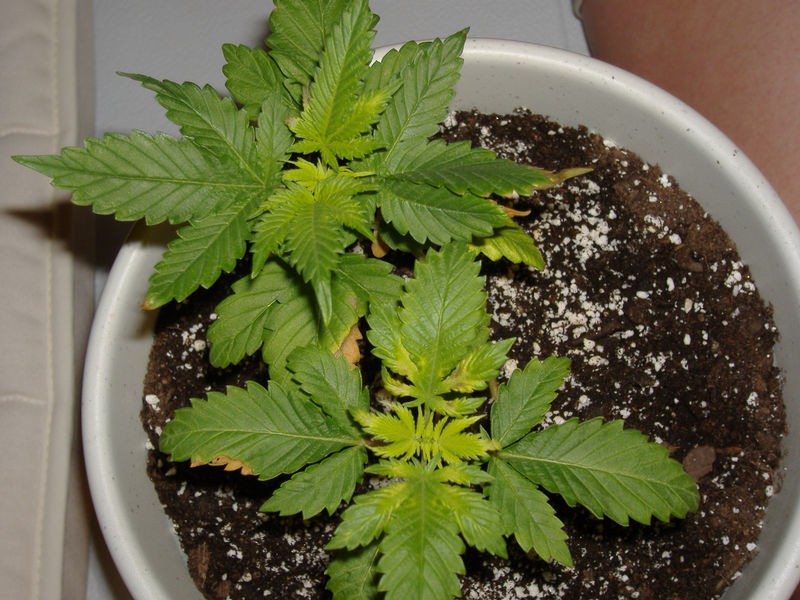 Fertilizer Marijuana Plants