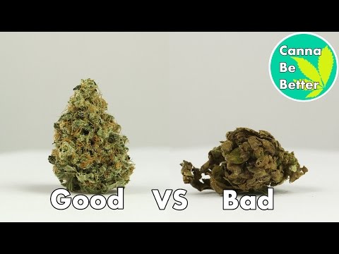 Good, Bad and Bug-ly Keeping Cannabis Safe