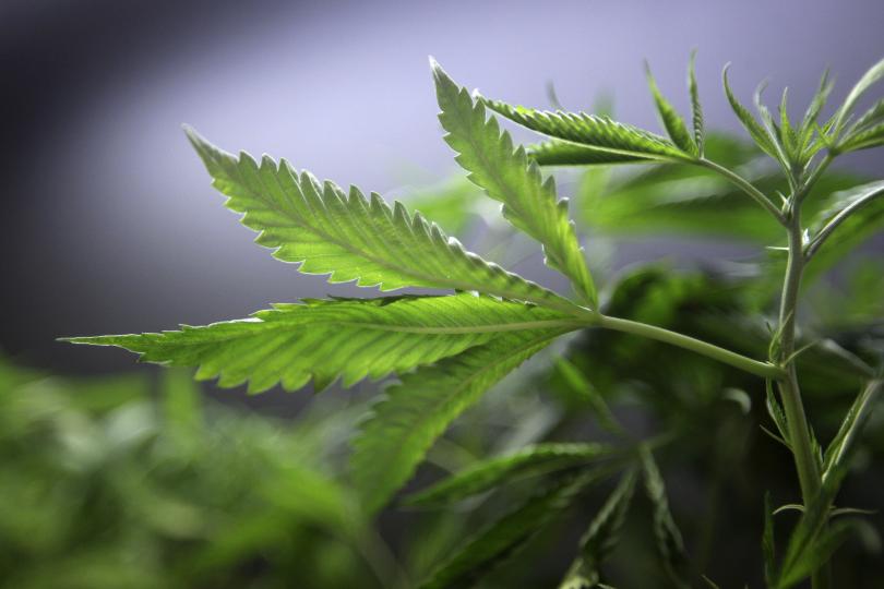 Marijuana Advocates Push for Legalization