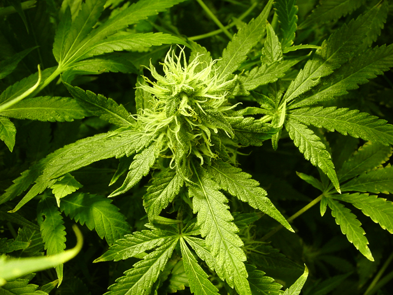 Minnesota Marijuana Bills Introduced