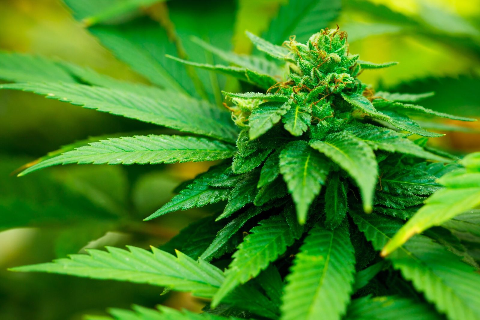The DEA Claims that synthetic THC is Safer Than the nature