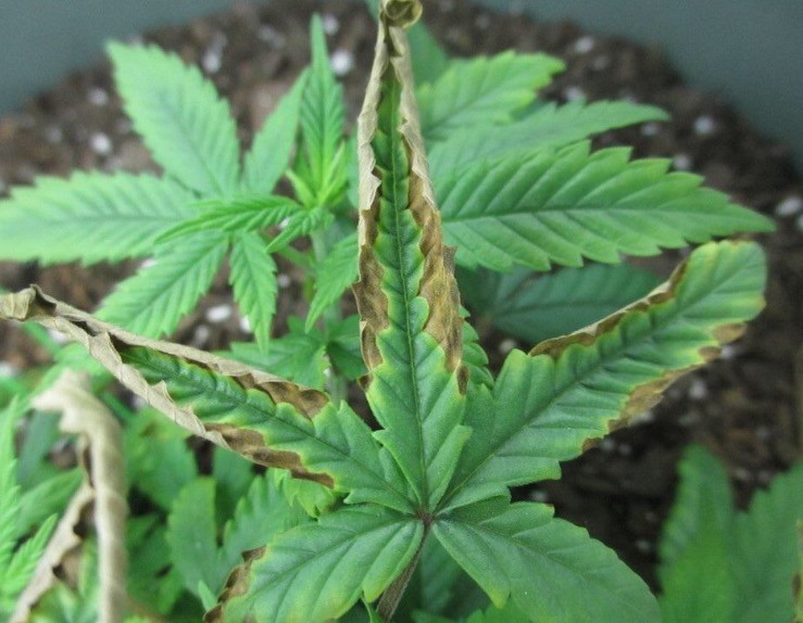know about the pH level and marijuana leaf issues