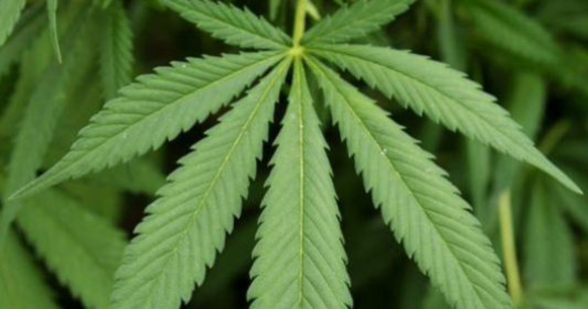Central AR Man Planning to Open NWA Medical Marijuana Cultivation Facility
