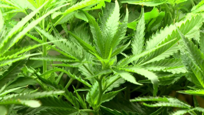 Early Impacts of Marijuana Legalization