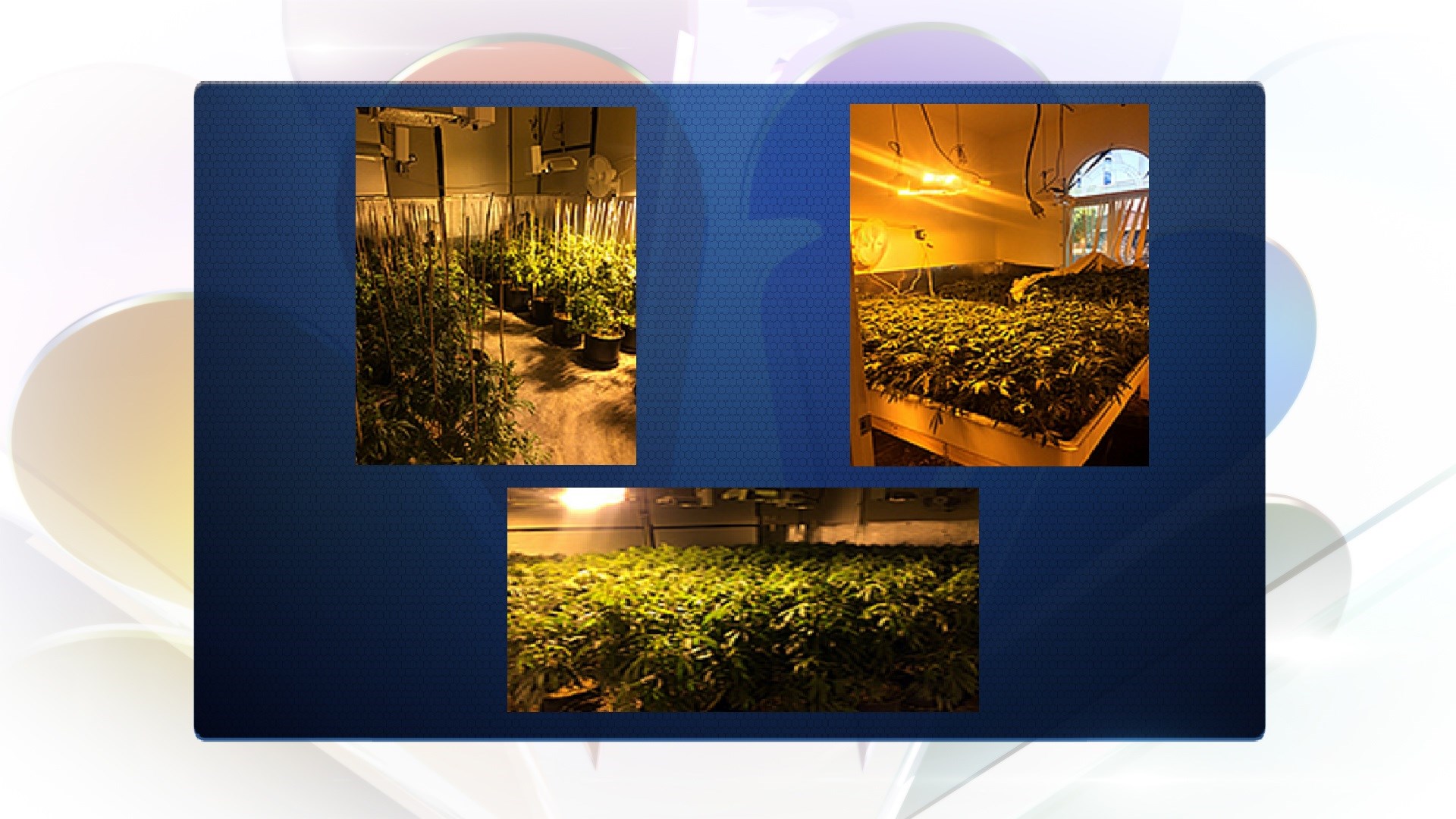 Large Marijuana Grow Operations Found in Rancho Mirage