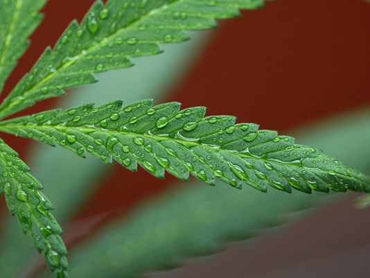 Local company invents quicker way to grow marijuana