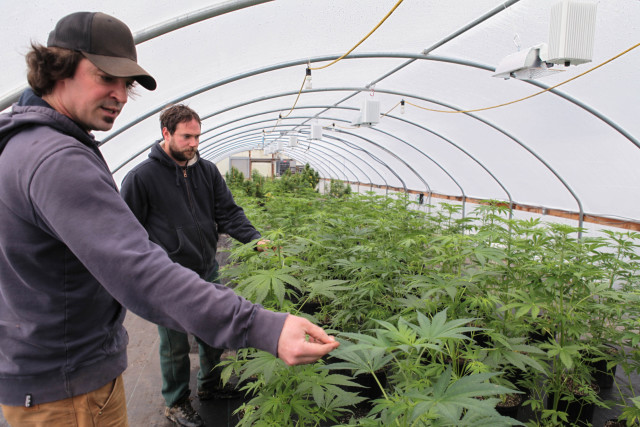 Marijuana Startup Economy Booms As The Medical Cannabis Industry Struggles