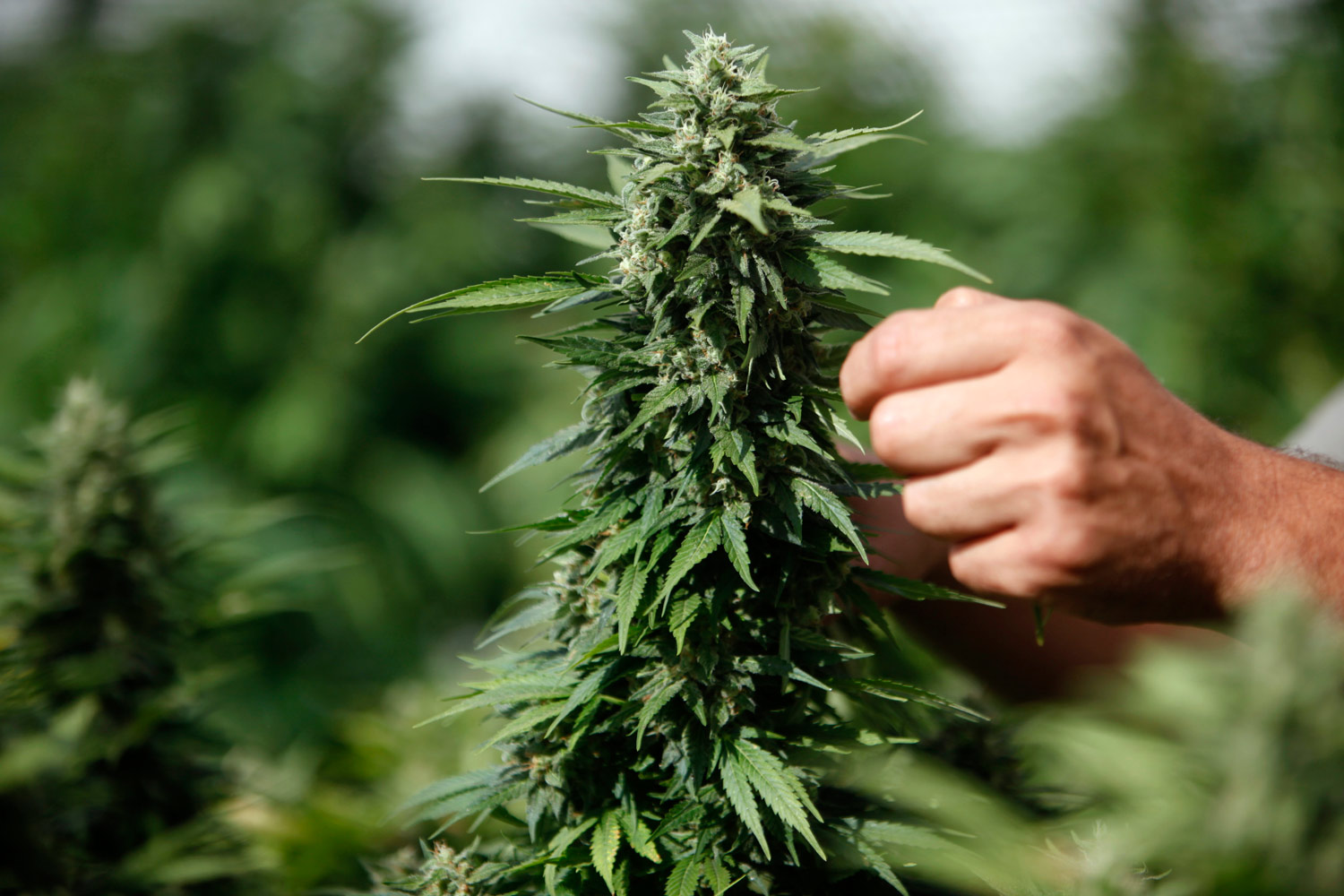 Multimillion-dollar marijuana operation uncovered in Metuchen