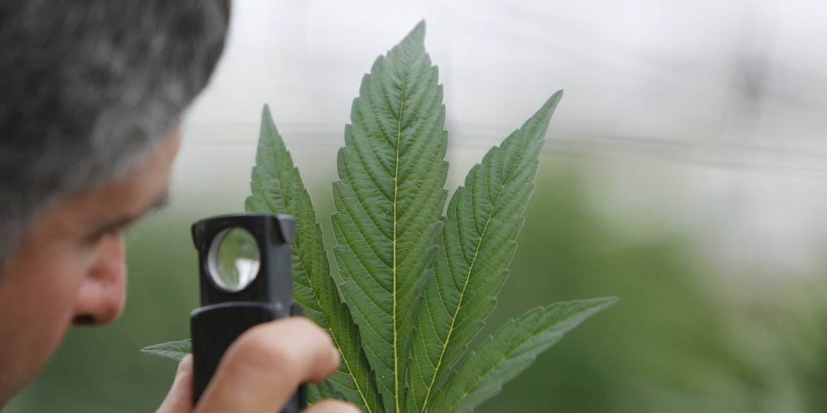 Scientists in Canada are using marijuana to reduce crack cocaine use