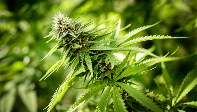 Medical Marijuana Illinois
