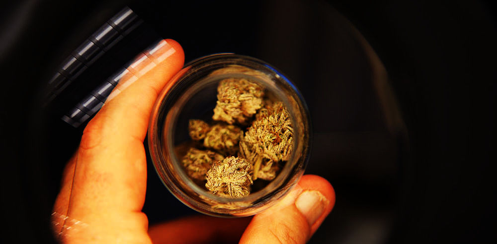 The Marijuana Sector Timing the Next Upleg