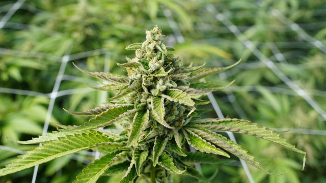 Vermont governor vetoes marijuana legalization