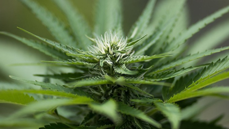 Councilman in favor of pot ban applies for marijuana grow license