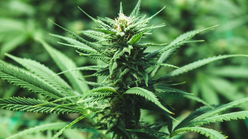 Solano considers first marijuana cultivation rules
