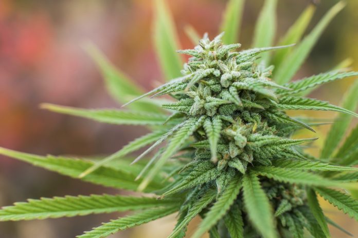 Hypothetically, what would happen if Missouri legalized marijuana