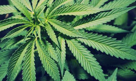 Marijuana dispensaries banned in Delray Beach