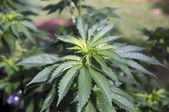 Yolo County seizes $5 million worth of marijuana