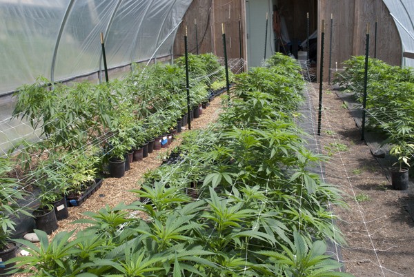 1st marijuana grow facility in Berkshires planned for Pittsfield
