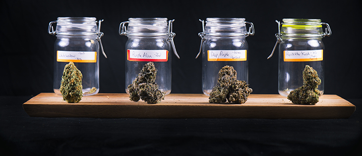 Cannabis buds in glass jars - medical marijuana dispensary concept