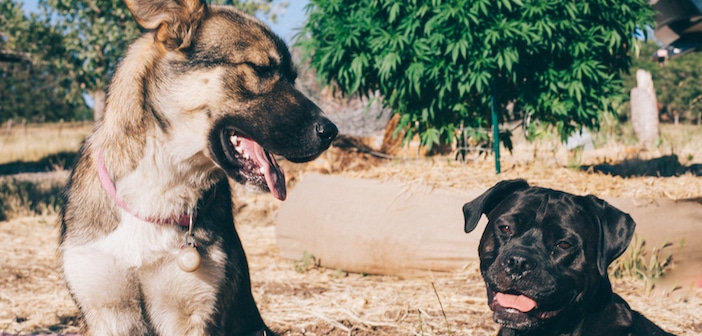 Are Drug Sniffing Dogs Needed for Cannabis Once Legalization Comes