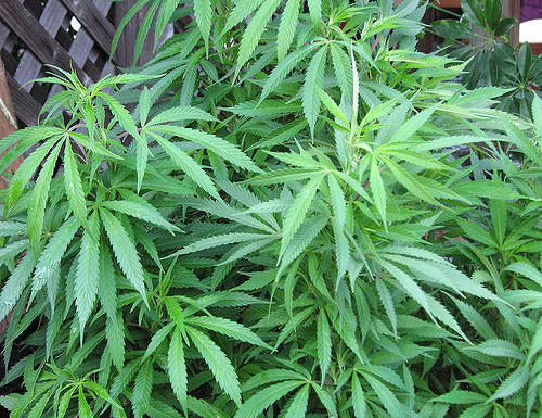 Ballot proposal to legalize marijuana set to turn in signatures