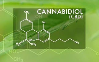CBD Explained From an Experienced Budtender