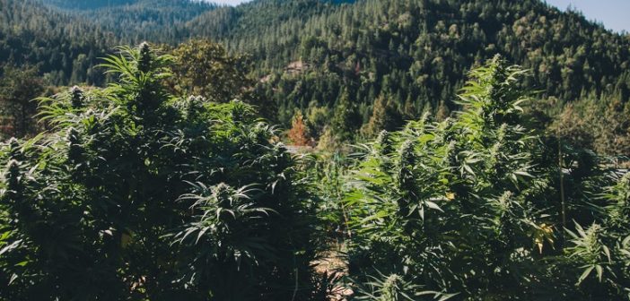 California’s New Cultivation and Manufacturing Regulations Are Here