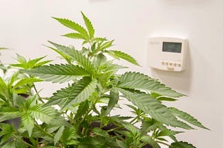 Cannabis and Humidity 101 the Fundamentals of Grow Room Humidity Control