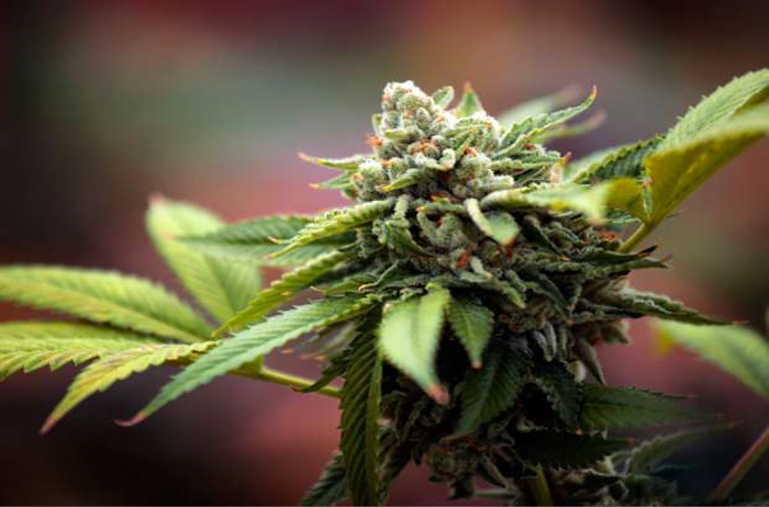 City of Bandon to hold hearing on siting of recreational marijuana facilities