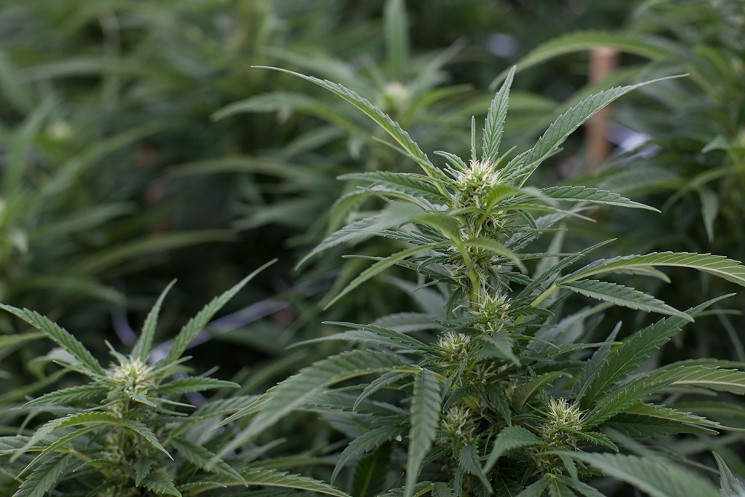 Colorado medical marijuana regulators want your feedback