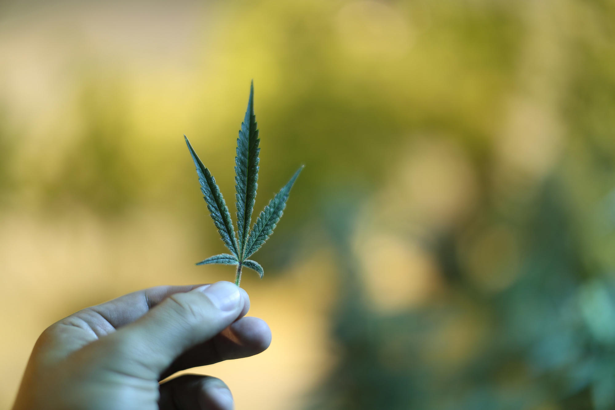 Corona owner, medical marijuana company will introduce cannabis-infused beverage