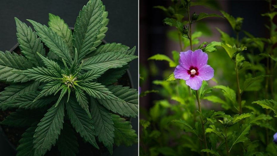 Couple says police detained them after mistaking hibiscus plants for marijuana