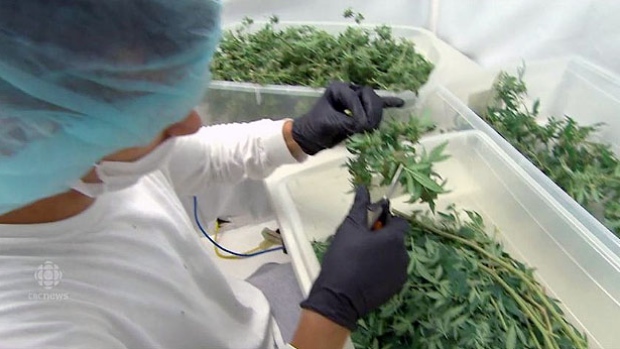 Delta 9 to grow pot for Canada's largest marijuana producer
