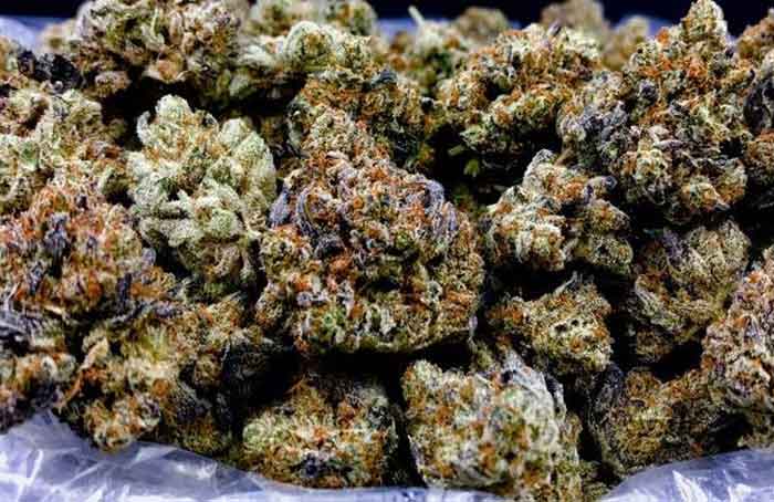Former NBA star John Salley talks about how marijuana has become a family business