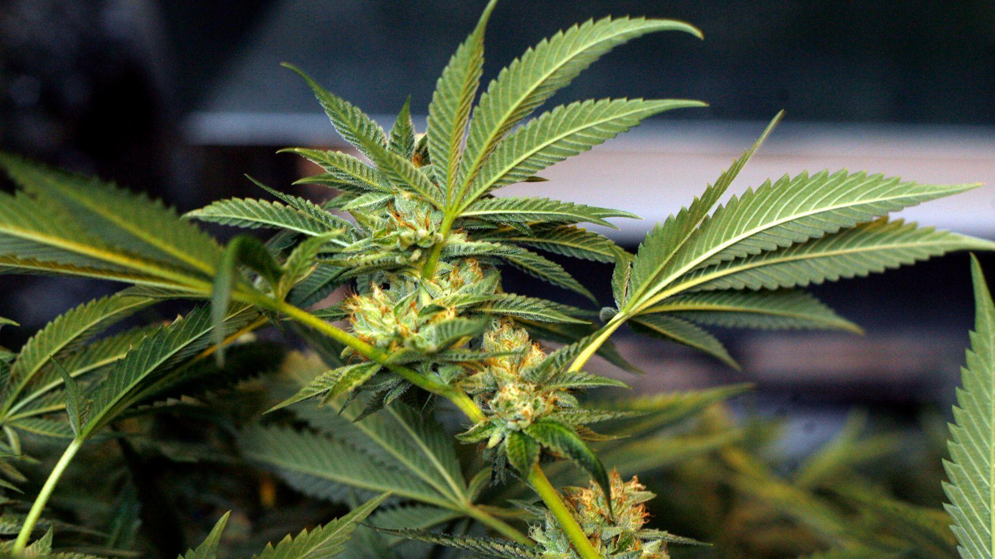Glendale presses pause on recreational marijuana