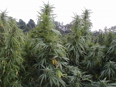 Health-Canada-is-unlikely-to-allow-outdoor-marijuana-cultivation-GMP-says