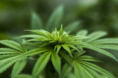 How does marijuana farming impact the environment