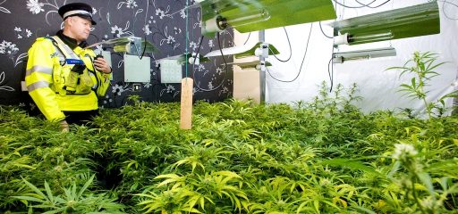 How exactly does the National Drug strategy hope to eradicate illegal cannabis farms