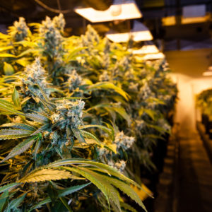 How-much-energy-does-it-take-to-grow-marijuana