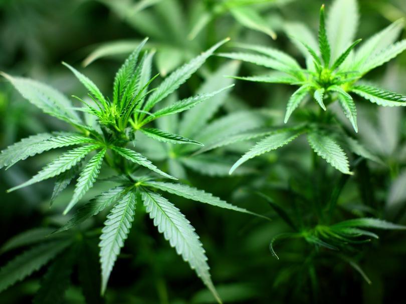 Illinois likely to legalize recreational marijuana