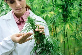 Israeli-backed Study Shows Major Benefits in Cannabis Treatment for PTSD