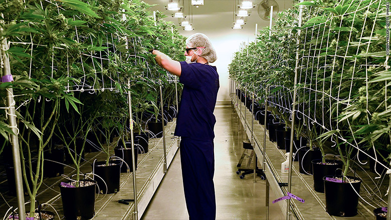 It pays to be a scientist in the marijuana industry