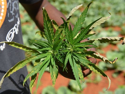 Jamaica wants in on the booming marijuana market. But will farmers be able to cash in