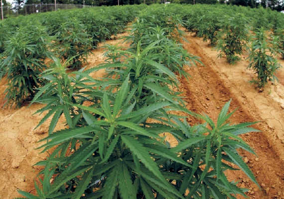Local marijuana law concerns clarified