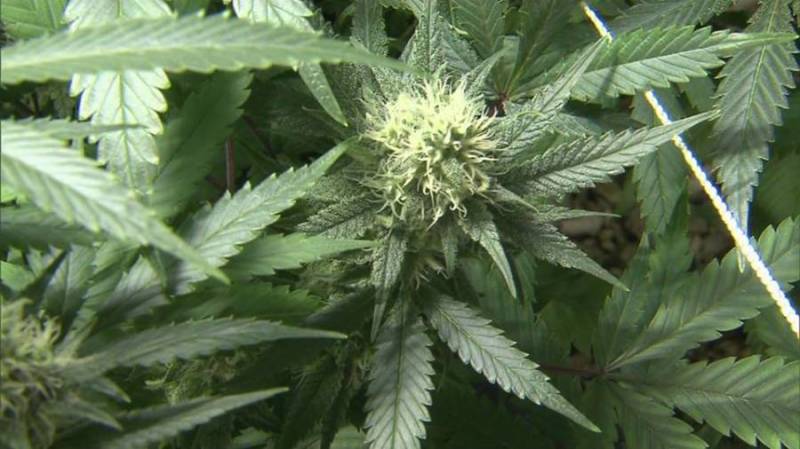 Marijuana expert Matt Bevin exaggerates pot's effects
