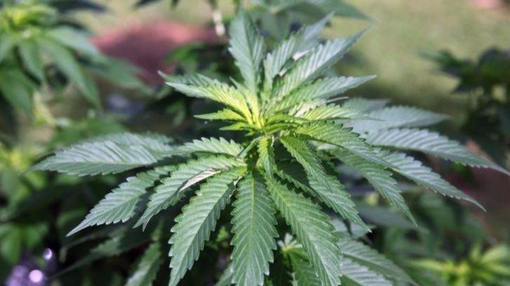 Medical marijuana license approved for Miami-Dade nursery