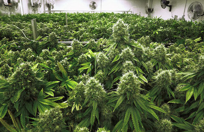 Medical marijuana license delays challenged in lawsuit