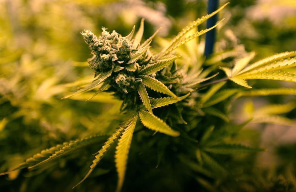 Montana health department drafts dozens of new medical marijuana rules